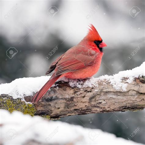 Male Cardinal Perched On Snow Covered Branch In Snowstorm Stock Photo