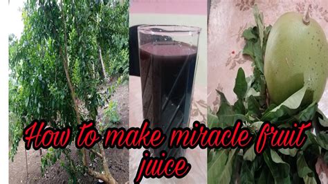 How To Make Miracle Fruit Juice Youtube