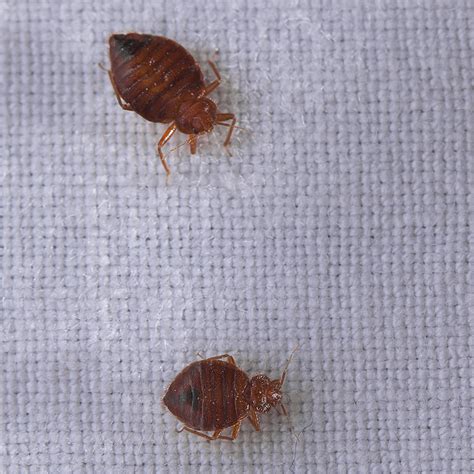 5 Facts About Bed Bugs Abc Home And Commercial Services Blog