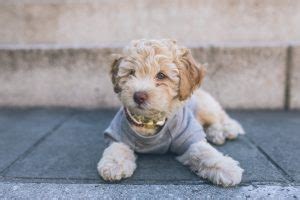 Your puppy is raised right in our home, with a focus on health, wellness, and proper socialization. Cavapoo Breeders in Florida - Top 4 Picks! (2020) We Love ...