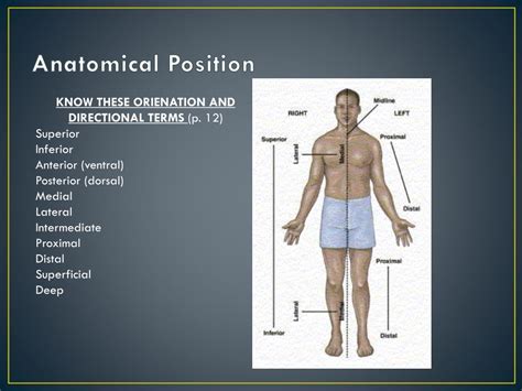 Define Proximal In Anatomy