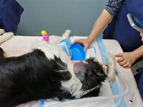 Abscesses What To Do If Your Pet Has One Ebervet Petcare Group