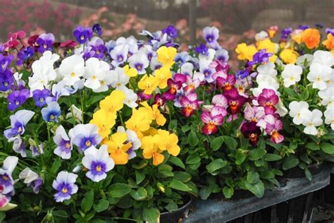 Violets Types How To Grow And Care For Beginners Florgeous