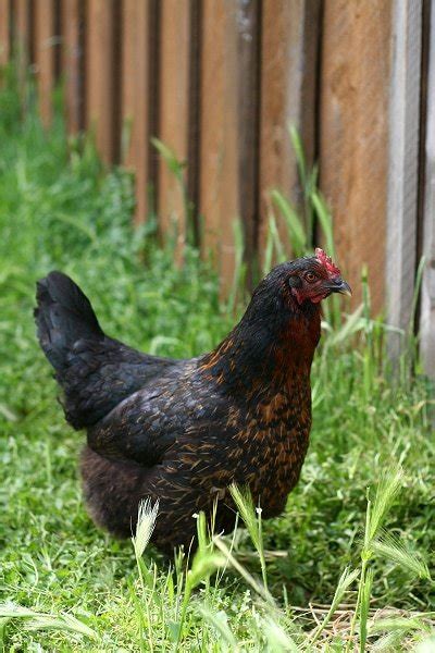 Black Star Chicken Breed And Care Guide Eco Peanut