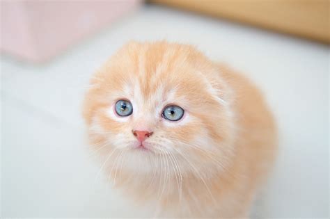 Scottish Fold Life Expectancy Scottish Fold Love 2015