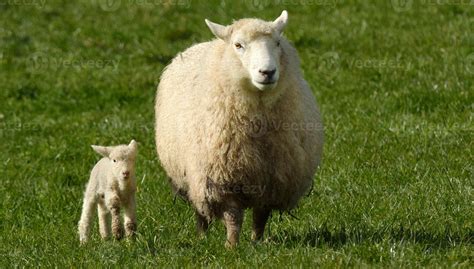 Mother Sheep And Her Lamb Looks At The Camera 844152 Stock Photo At