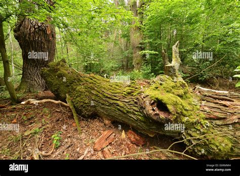 400 Years Old Broken Oak Tree In Virgin Forest Stock Photo Alamy