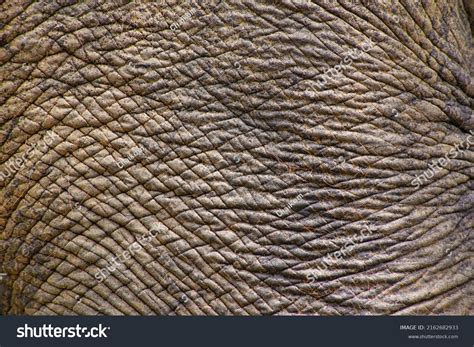 Close African Elephants Skin Texture Stock Photo 2162682933 Shutterstock