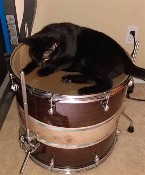 THE ULTIMATE CAT THREAD Page 1429 TalkBass