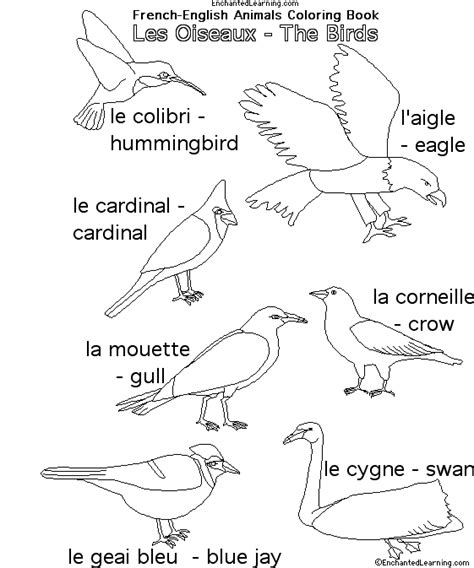 Animals In French Birds