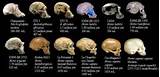 Hominid Fossils Pictures