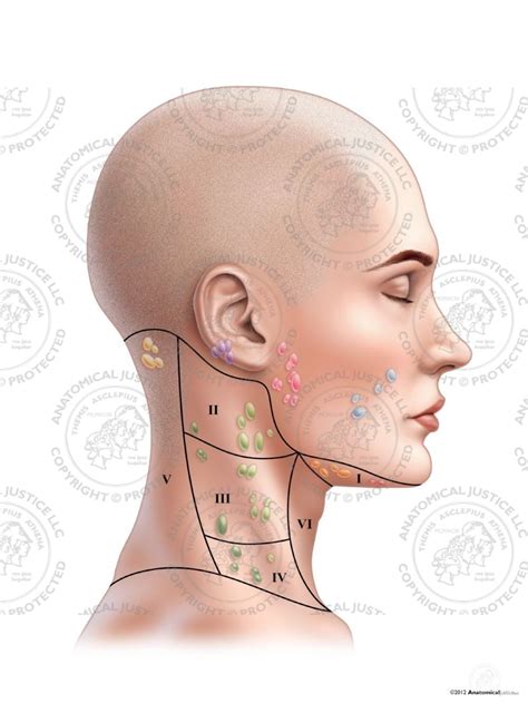 Female Right Lymph Nodes And Regions Of The Neck No Text