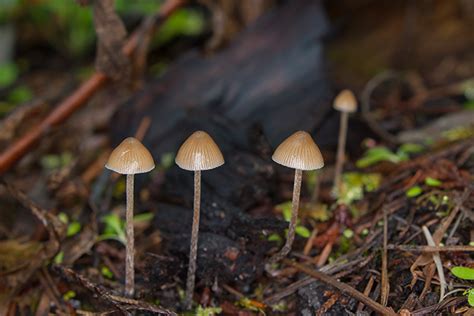 Magic Mushrooms Can Be Used To Treat Severe Depression According To