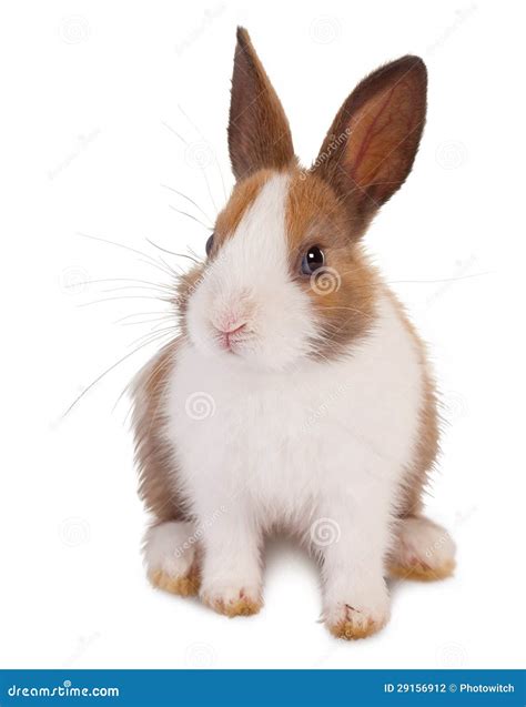 White And Brown Rabbit Stock Photo Image Of Small Brown 29156912