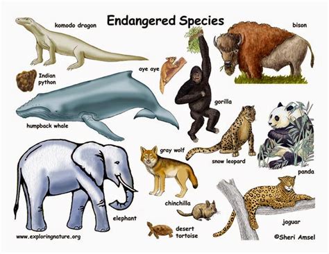 Topic 5 Endangered Species Media Ethics Blog By Gim