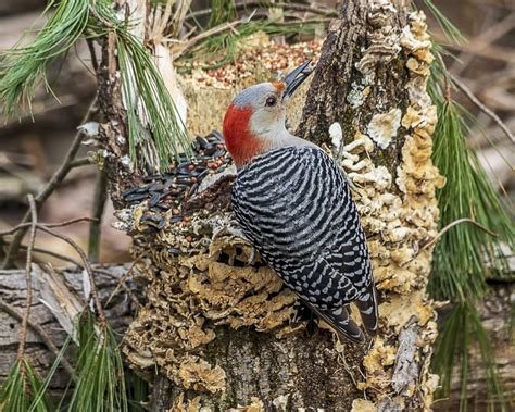 Woodpeckers In Missouri 7 Species To See While Visiting