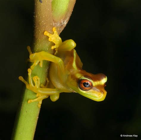 Cute Little Frog Juvenile Osteocephalus Mutabor Id By San Flickr
