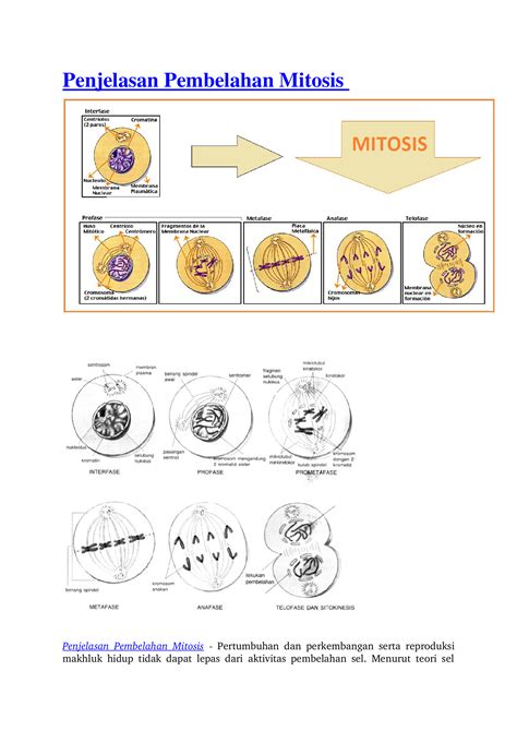 (DOCX) Penjelasan Pembelahan Mitosis - DOKUMEN.TIPS
