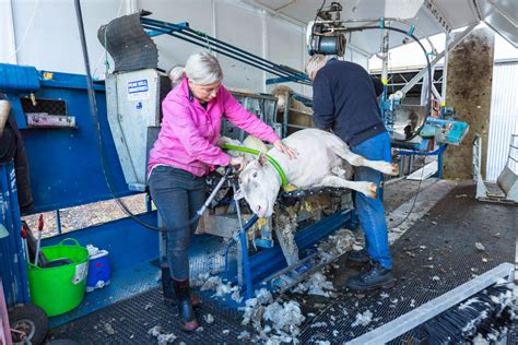 Increasing Efficiency And Safety In Ram Shearing Rambusters