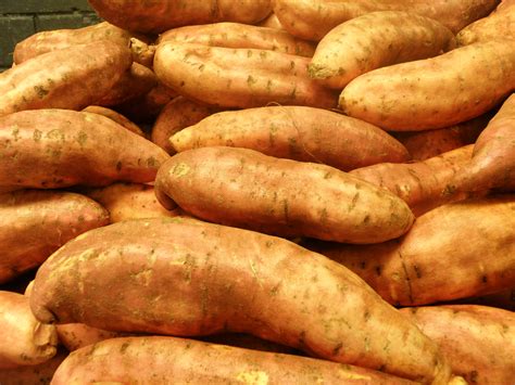 Sweet potatoes can be served immediately, or you can refrigerate or even freeze for a later date. Growing sweet potatoes in Western Australia | Agriculture ...