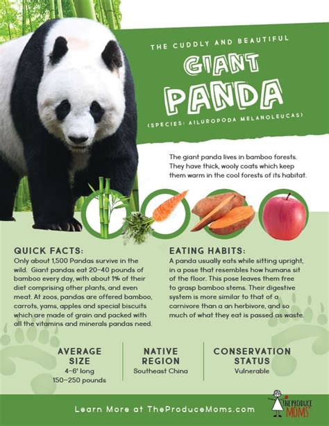 Eat Like A Giant Panda Apple And Bamboo Stir Fry The Produce Moms