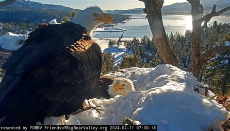 Big Bear Bald Eagle Chicks Could Hatch Soon