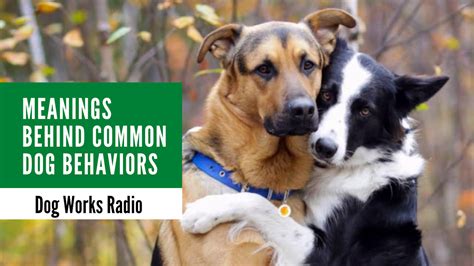 Meanings Of Common Dog Behaviors Dog Works Radio