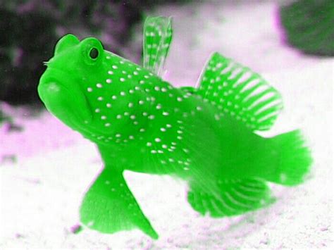 Green Saltwater Fish