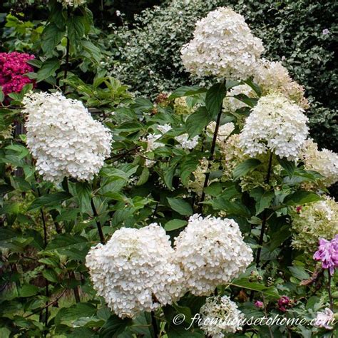 The evergreen shrubs highlighted in green tolerate even full shade. White Flowering Shrubs (20+ Of The Best Varieties For Your ...