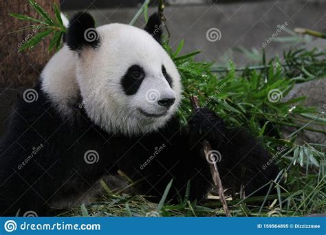 Fluffy Panda In Shanghai China Stock Image Image Of Flower Eating