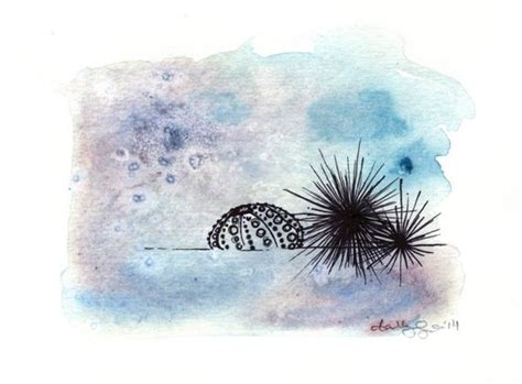 Sea Urchin Painting Sea Urchin Illustration By Darbyroseguerechit