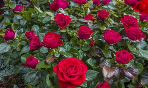 When Is The Best Time To Plant Roses A Planting Calendar