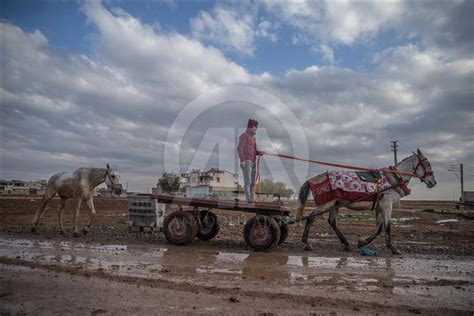 İki At Bir Araba Anadolu Ajansı