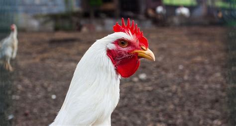 Leghorn Chicken: Appearance, Temperament and Egg Laying