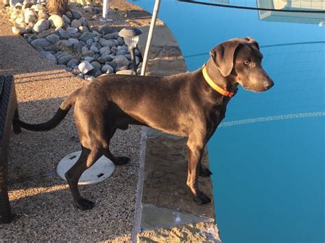 Lacy dog, lacy game dog, lacy hog dog, texas blue lacy, lacy cur, red lacy, texas state dog, texas lacy dog. Blue lacy pups | dogs and puppies for sale | Texas Hunting ...