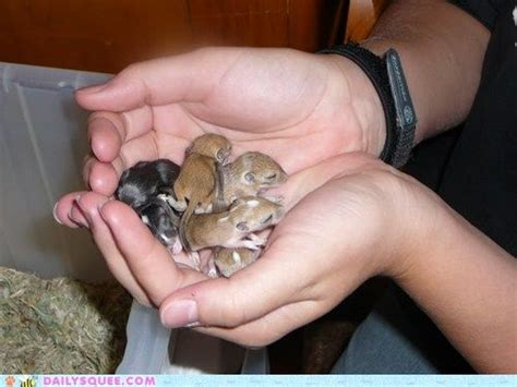 Crying is the only way your newborn baby knows how to communicate and get your attention. Reader Squee: Baby Gerbils! | Cats, To find out and The o'jays