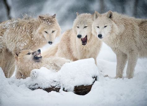 Arctic Wolves Pack Arctic Wolf Animals Alaskan Wildlife