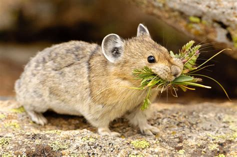 Pin By Leo Szost On Animal Kingdom Cute Animals Rodents Animals Bugs