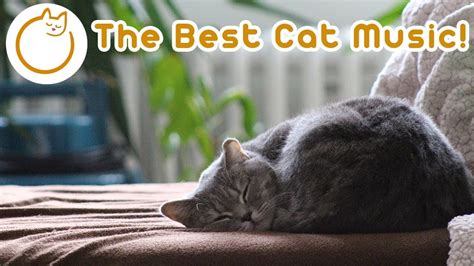 8 Hours Of Specialised Music For Cats Relax My Cat Youtube