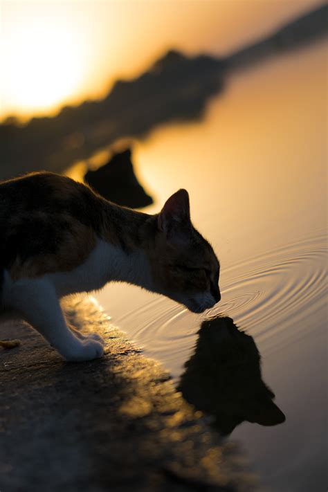 Sunset Cat Wallpapers High Quality Download Free