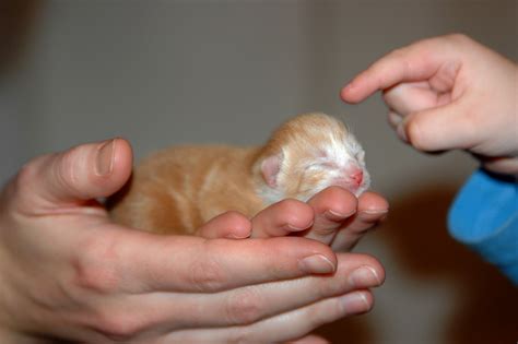 Newborn kittens need a lot of extra care. A Quiet Life: Newborn Kittens!!!