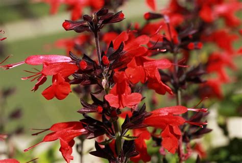 How To Grow Texas Sage Salvia Coccinea Petal Republic