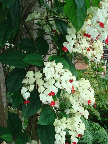 Maybe i could get this to climb up the chain link fence in back and then over a porch swing frame/arbor. How I deal with shade; my shade gardens. | Shade garden ...