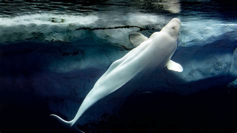 Beluga Whale Wwf Arctic