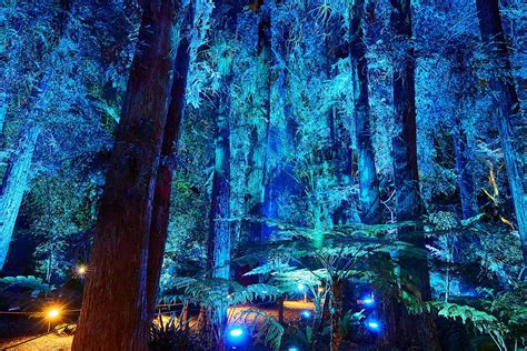 Enchanted Forest Of Light Descanso Gardens