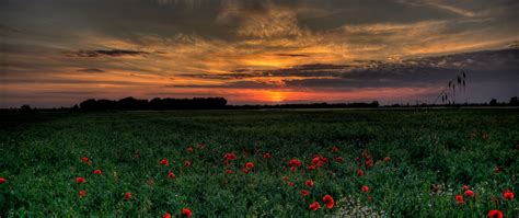 Download Wallpaper 2560x1080 Sunset Field Poppies Landscape Dual