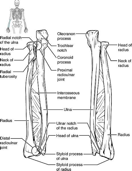 Ulna Elbow Anatomy
