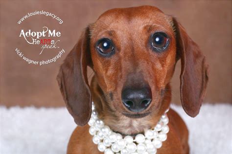 One of the most popular breeds according to akc registration. dachshund breeders in cincinnati ohio