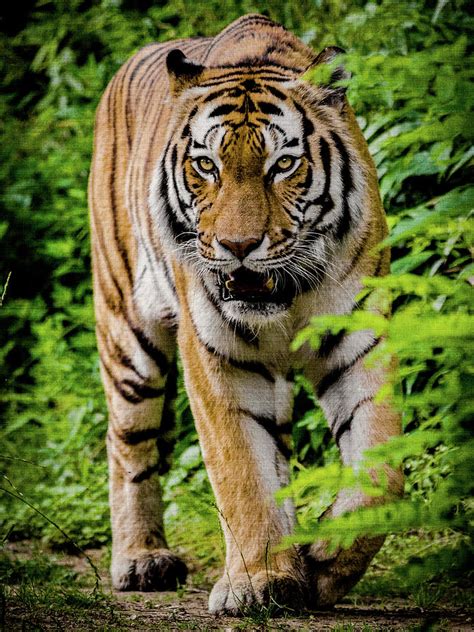 Tiger Walking In Forest Photograph By Artsuzon