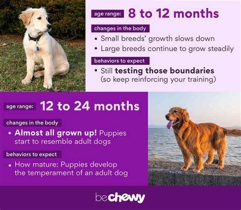 Puppy Stages Early Dog Development From Newborn Puppy To Adulthood